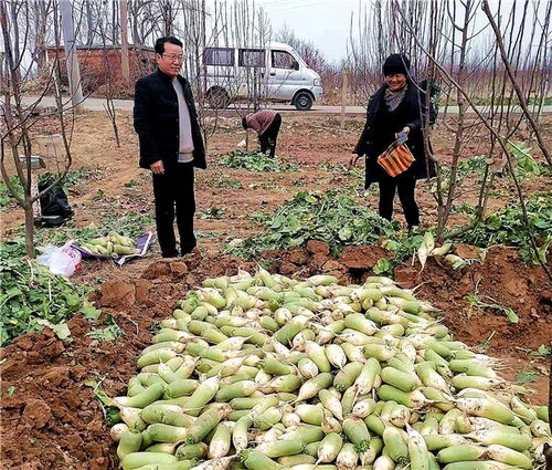 河南魯山 駐村工作隊員變身“銷售員”，群眾農副產品銷路不愁